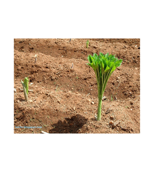 product_small_img3